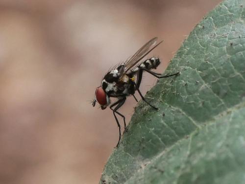 Réf. 311 301 : Anthomyia procellaris