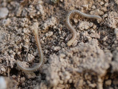 Réf. 311 300 : Trichoblaniulus hirsutus