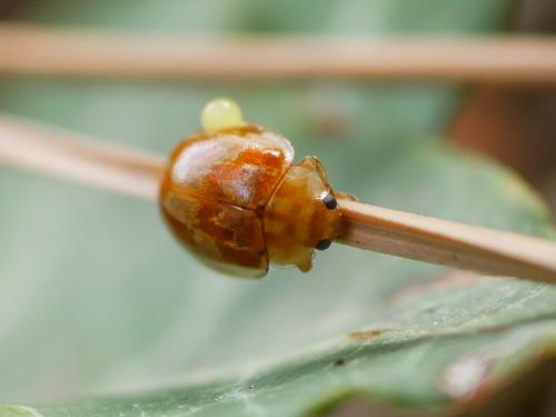 Réf. 311 346 : Myrrha octodecimguttata