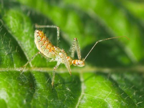 Réf. 311 347 : Zelus renardii