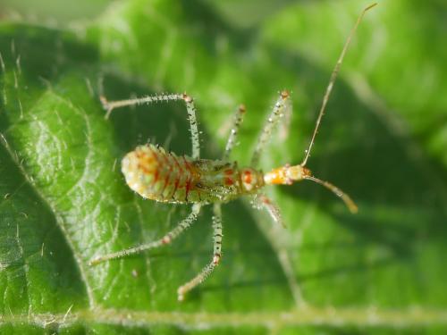 Réf. 311 348 : Zelus renardii