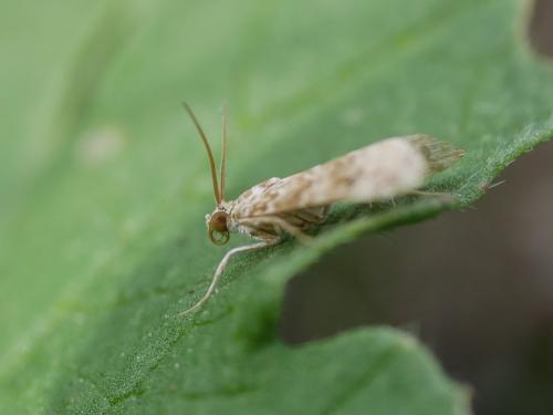 Hellula undalis