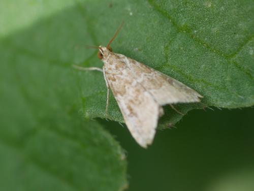 Hellula undalis