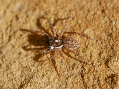 Réf. 311 533 : Menemerus semilimbatus