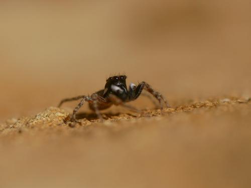 Menemerus semilimbatus