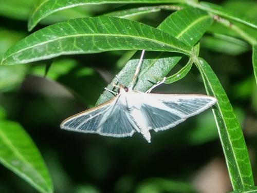 Palpita vitrealis