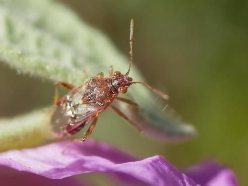 Liorhyssus hyalinus