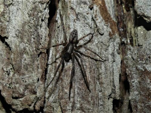 Segestria bavarica