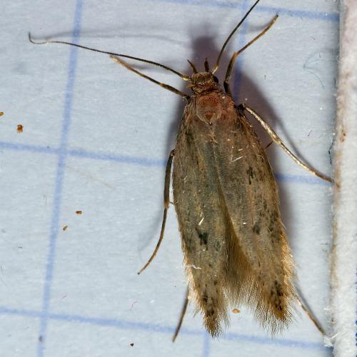 Réf. 311 246 : Borkhausenia nefrax