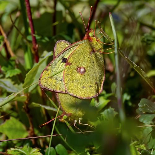 Colias alfacariensis
