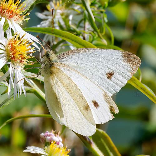 Réf. 311 751 : Pieris mannii