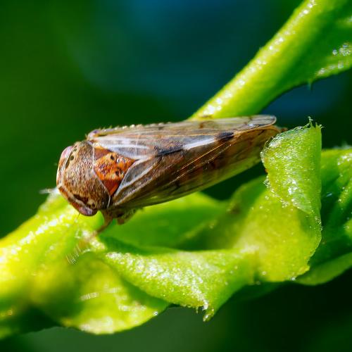 Oncopsis alni