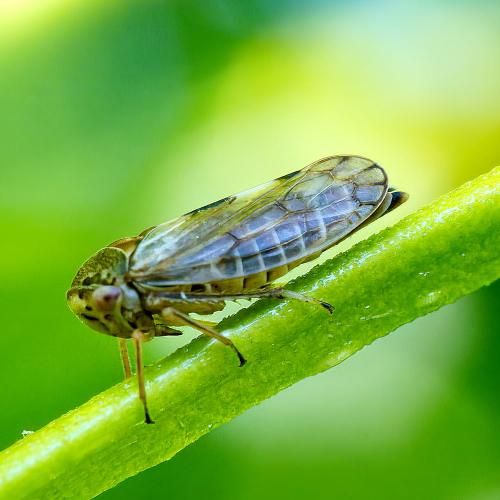 Oncopsis alni