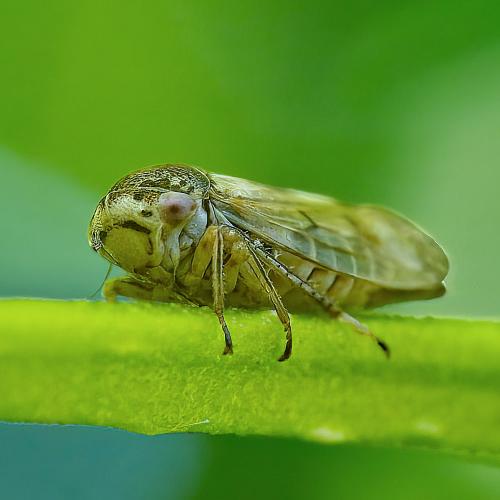 Oncopsis alni