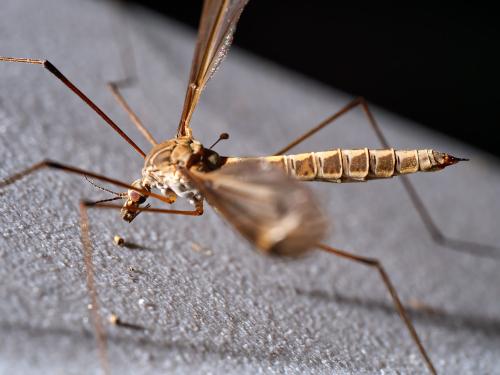 Réf. 311 712 : Tipula lateralis