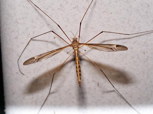 Réf. 311 711 : Tipula lateralis