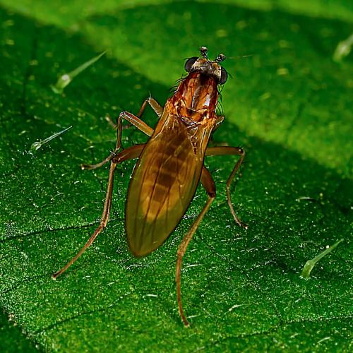 Réf. 311 405 : Lonchoptera lutea