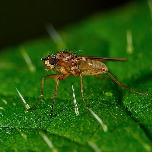 Réf. 311 406 : Lonchoptera lutea