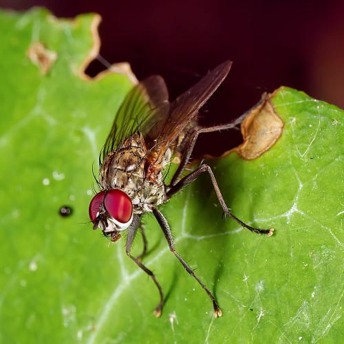 Hylemya vagans