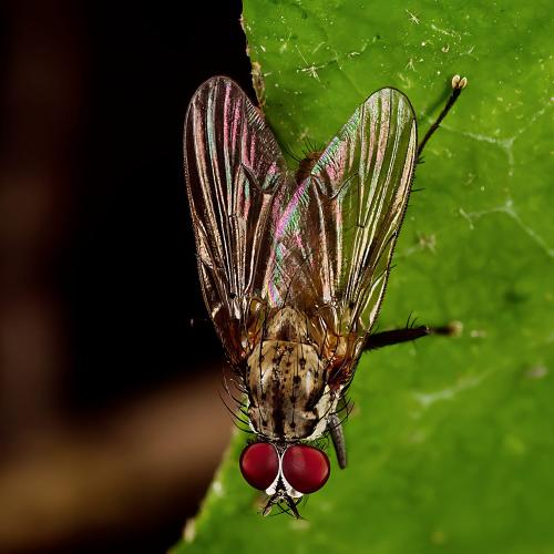 Hylemya vagans