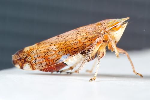 Fieberiella sp.