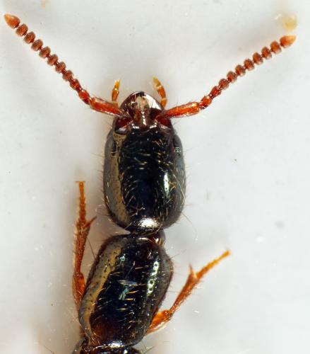 Xantholinus linearis