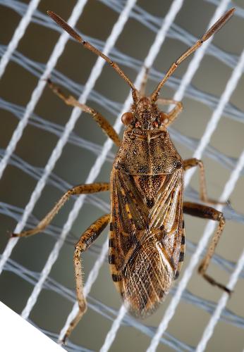 Réf. 311 854 : Stictopleurus sp.