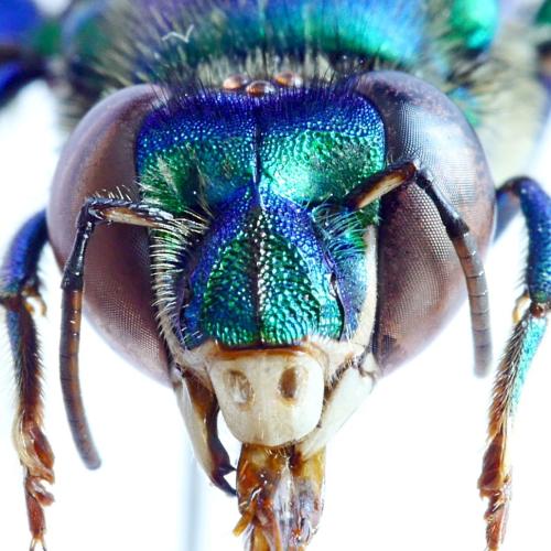 Euglossa chalybeata