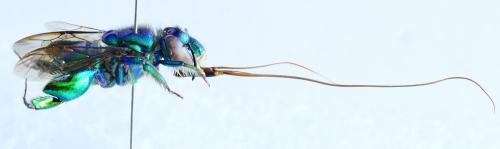 Réf. 311 303 : Euglossa chalybeata
