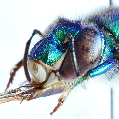 Euglossa chalybeata