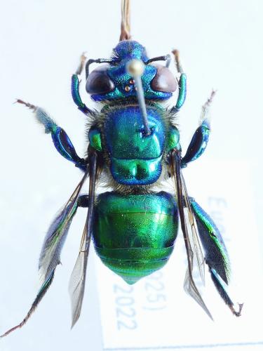 Euglossa chalybeata