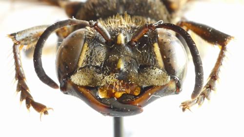 Cerceris sp.