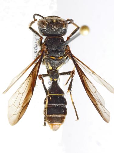Cerceris sp.