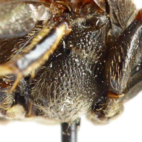 Réf. 311 523 : Cerceris sp.
