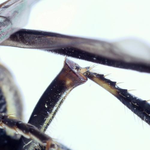Cerceris sp.