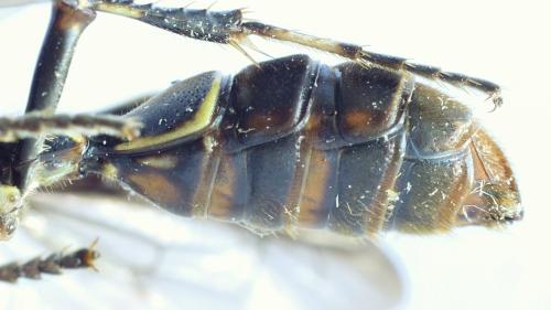 Réf. 311 580 : Cerceris sp.