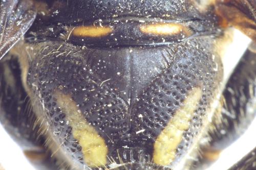 Cerceris sp.