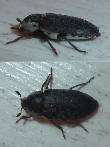 Réf. 311 663 : Dermestes frischii
