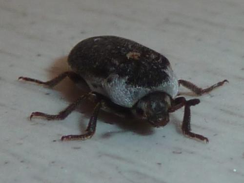 Réf. 311 665 : Dermestes frischii