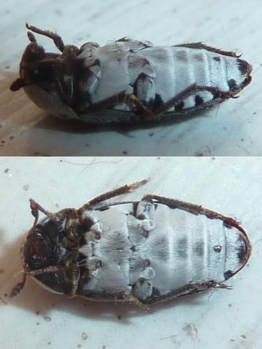 Réf. 311 664 : Dermestes frischii