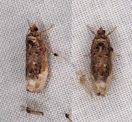 Réf. 311 258 : Hedya nubiferana