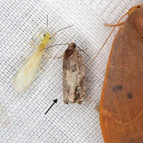 Gypsonoma sp.