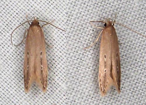 Limnaecia phragmitella