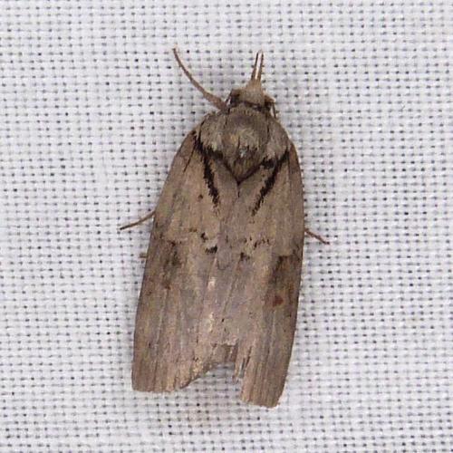 Réf. 311 695 : Nycteola sp.