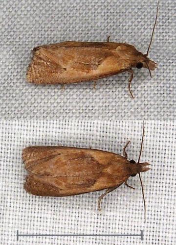Réf. 311 567 : Phtheochroa inopiana