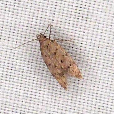 Pseudotelphusa sp.