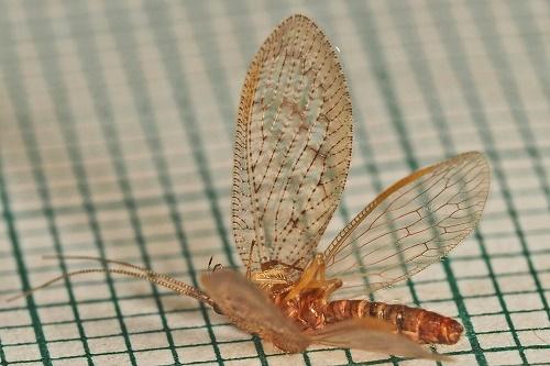 Réf. 311 424 : Hemerobius sp.
