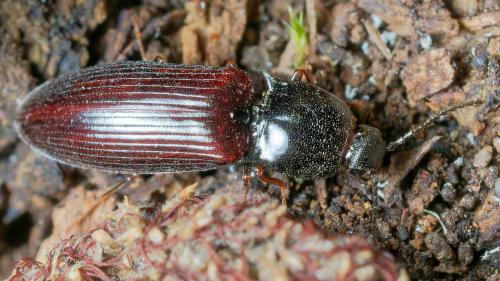 Hypoganus inunctus