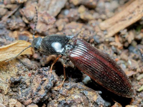 Hypoganus inunctus