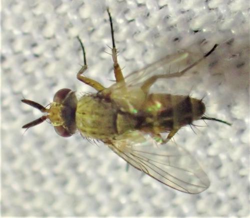 Siphona sp.